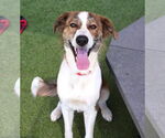 Small #3 Australian Shepherd-Brittany Mix