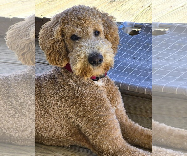 Medium Photo #3 Poodle (Standard)-Unknown Mix Puppy For Sale in Westwood, NJ, USA