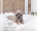 Small #3 French Bulldog