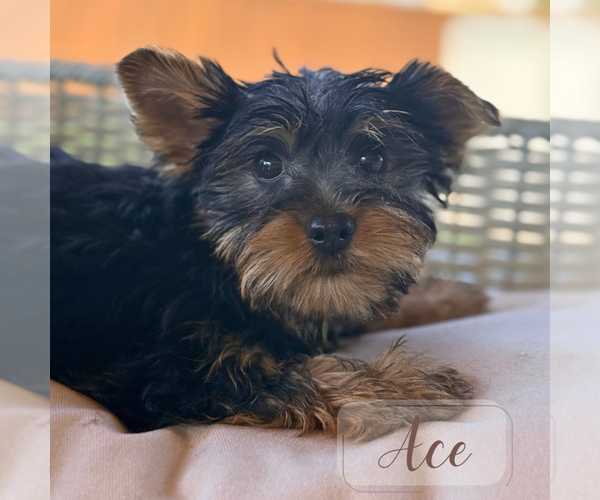 Medium Photo #17 Yorkshire Terrier Puppy For Sale in ADDISON, IL, USA