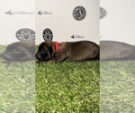 Small Photo #5 Belgian Malinois Puppy For Sale in COLTON, CA, USA