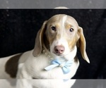 Puppy Barley AKC Dachshund