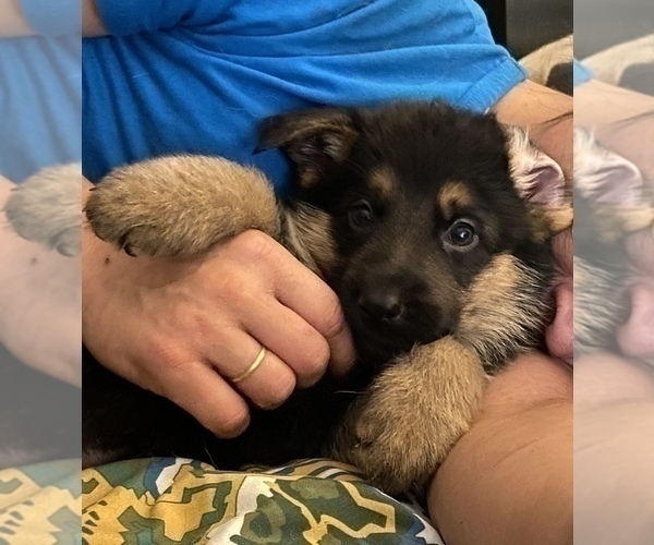 Full screen Photo #2 German Shepherd Dog Puppy For Sale in HOUSTON, TX, USA