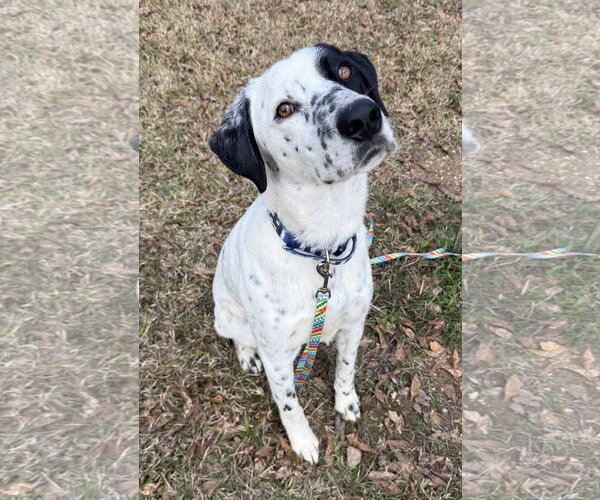 Medium Photo #1 Lab-Pointer Puppy For Sale in Attalka, AL, USA