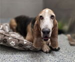 Small #5 Basset Hound