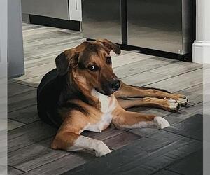 German Shepherd Dog-Unknown Mix Dogs for adoption in San Antonio, TX, USA