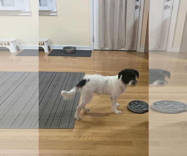 Medium Photo #4 Mutt Puppy For Sale in Westwood, NJ, USA