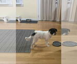 Small #3 Mutt