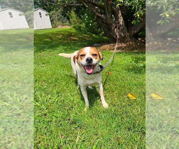 Medium Photo #3 Mutt Puppy For Sale in Candler, NC, USA