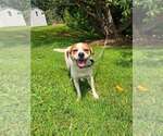 Small #2 Mutt
