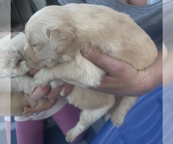 Medium Photo #12 Golden Labrador Puppy For Sale in BUCKEYE, AZ, USA
