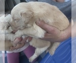 Small #11 Golden Labrador