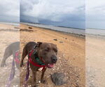 Small #54 American Staffordshire Terrier