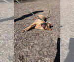Small #4 Black Mouth Cur Mix