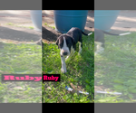 Puppy Puppy 1 Ruby Great Dane