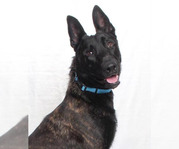 Medium Photo #2 Mutt Puppy For Sale in Burbank, CA, USA