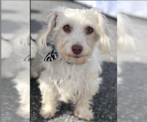 Maltese-Unknown Mix Dogs for adoption in Cranston, RI, USA