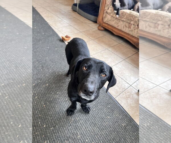 Medium Photo #1 Labrador Retriever-Unknown Mix Puppy For Sale in Tracy City, TN, USA