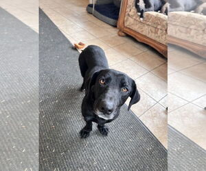 Labrador Retriever-Unknown Mix Dogs for adoption in Tracy City, TN, USA