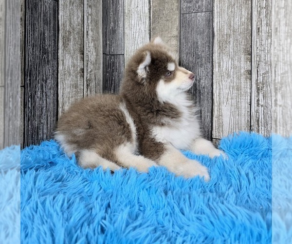 Medium Photo #2 Pomsky Puppy For Sale in BELLEVUE, IA, USA