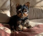 Small Photo #8 Yorkshire Terrier Puppy For Sale in WATERLOO, IA, USA