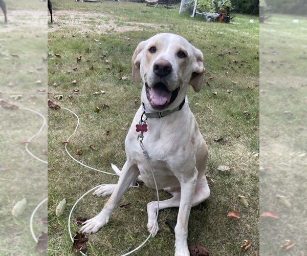 Medium Photo #13 Labrador Retriever-Unknown Mix Puppy For Sale in Boston, MA, USA