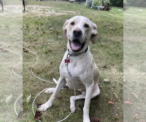 Penny - Female Labrador Retriever-Unknown Mix Dog for Adoption - Photo #13