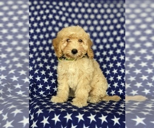 Goldendoodle (Miniature) Puppy for sale in KIRKWOOD, PA, USA