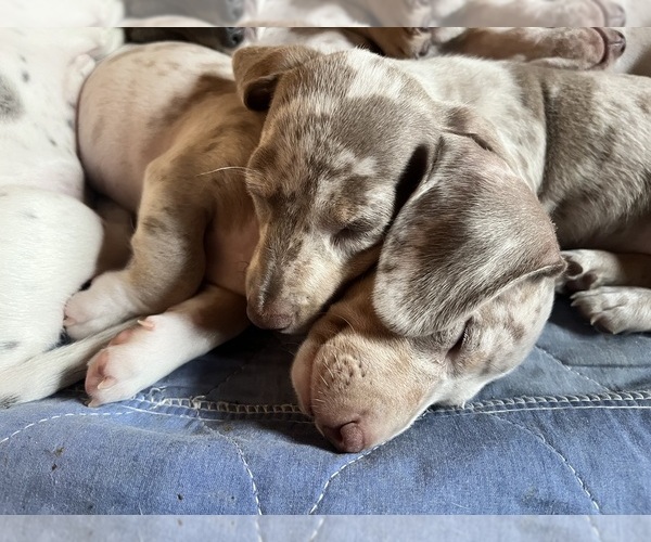 Medium Photo #29 Dachshund Puppy For Sale in LAKEBAY, WA, USA
