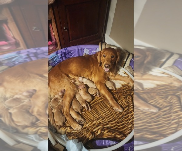 Medium Photo #1 Golden Retriever Puppy For Sale in VANCOUVER, WA, USA