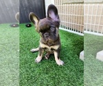 Small Photo #11 French Bulldog Puppy For Sale in LAS VEGAS, NV, USA