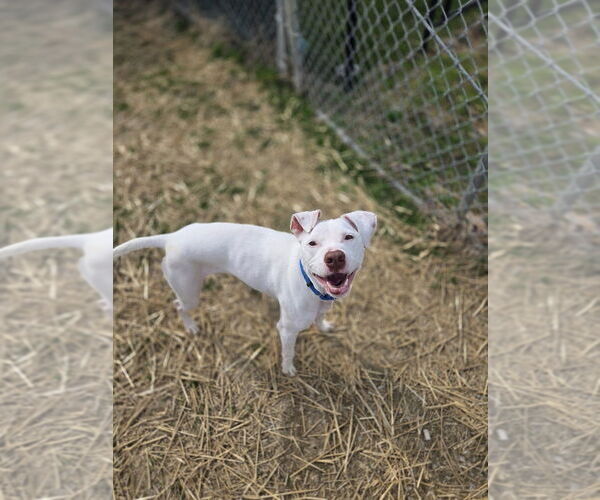 Medium Photo #1 American Pit Bull Terrier-Unknown Mix Puppy For Sale in Evansville, IN, USA