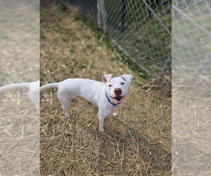 American Pit Bull Terrier-Unknown Mix Dogs for adoption in Evansville, IN, USA
