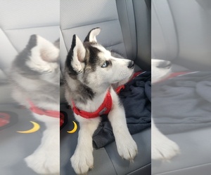 Siberian Husky Puppy for sale in FAIRMONT CITY, IL, USA