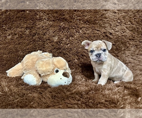 Medium Photo #3 French Bulldog Puppy For Sale in MINNEAPOLIS, MN, USA