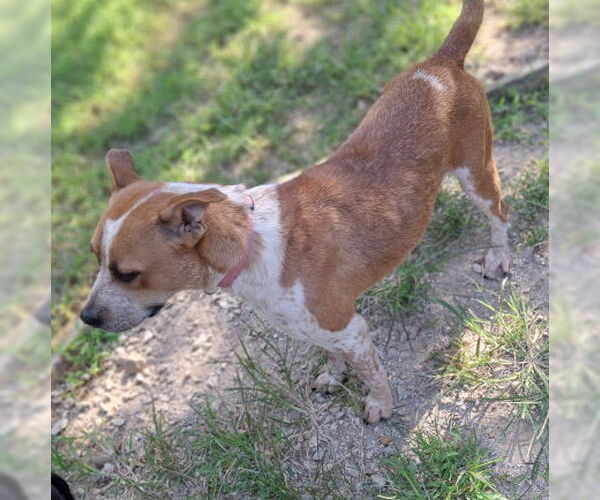 Medium Photo #3 Red Heeler-Staffordshire Bull Terrier Mix Puppy For Sale in Mountain View, AR, USA