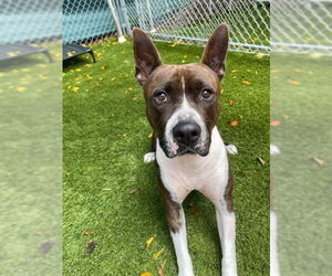 Medium American Staffordshire Terrier