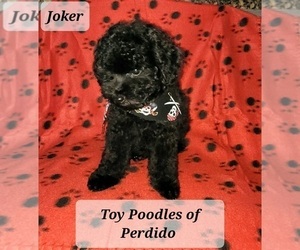 Poodle (Toy) Puppy for sale in PENSACOLA, FL, USA