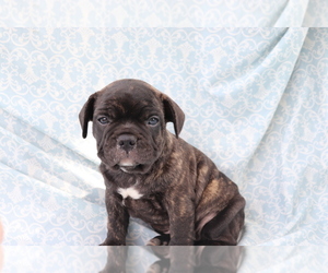 French Bulldog Puppy for sale in SHILOH, OH, USA