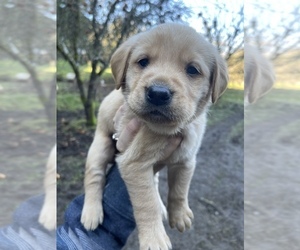 Golden Labrador Puppy for sale in POWERS, OR, USA