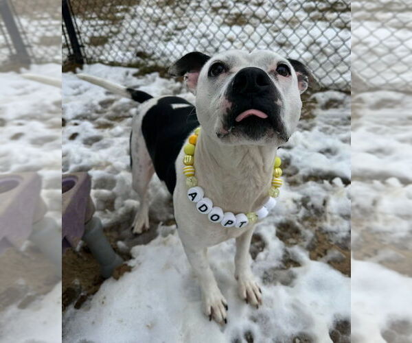 Medium Photo #5 Mutt Puppy For Sale in Evansville, IN, USA