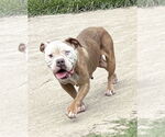 Small #4 Bulldog Mix