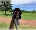 Puppy Buck Beagle