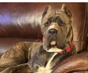 Father of the Cane Corso puppies born on 05/15/2025