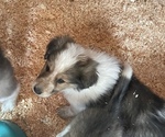 Small #2 Collie-Great Pyrenees Mix