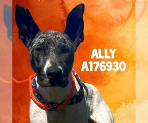 Catahoula Leopard Dog-Unknown Mix Dogs for adoption in Tulsa, OK, USA