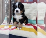 Puppy Story Bernese Mountain Dog