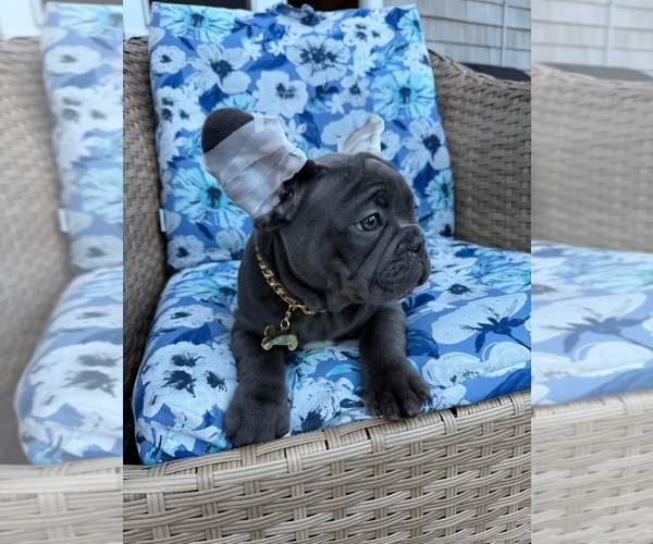 Medium Photo #4 French Bulldog Puppy For Sale in REVERE, MA, USA