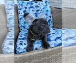 Small #3 French Bulldog
