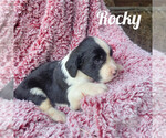 Puppy Rocky English Springer Spaniel
